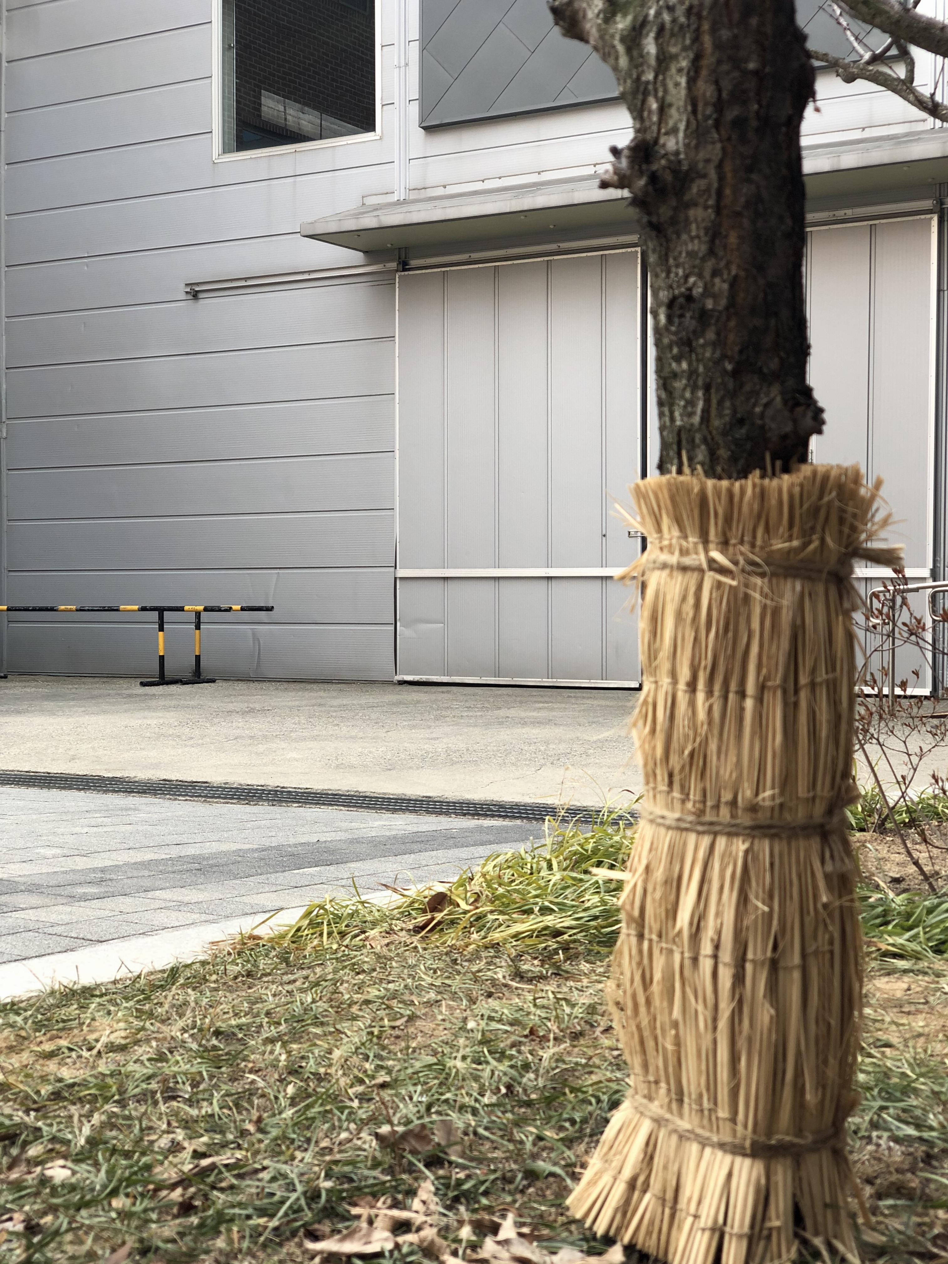 Tree's clothes 1.jpeg