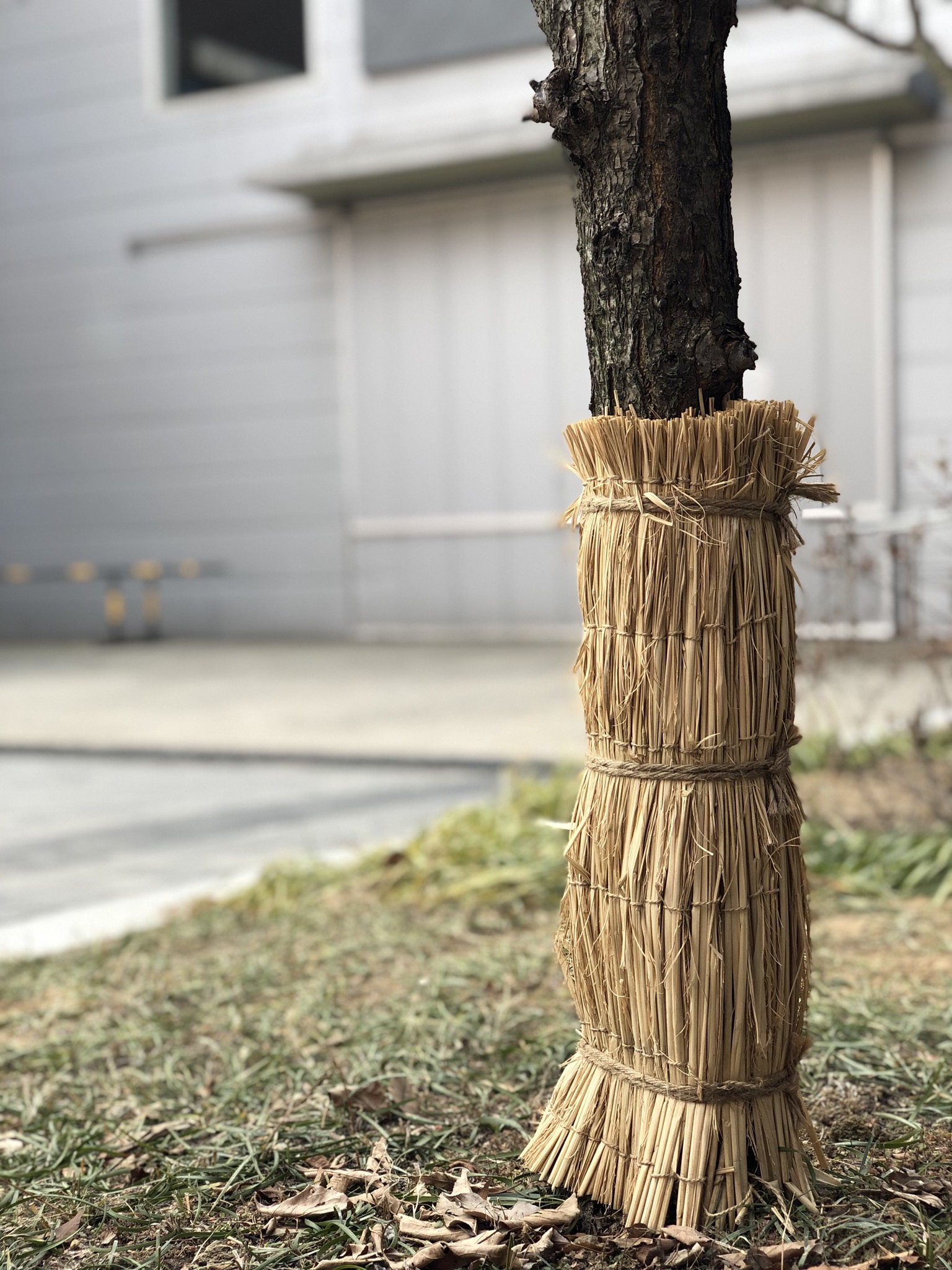 Tree's clothes 2.jpeg